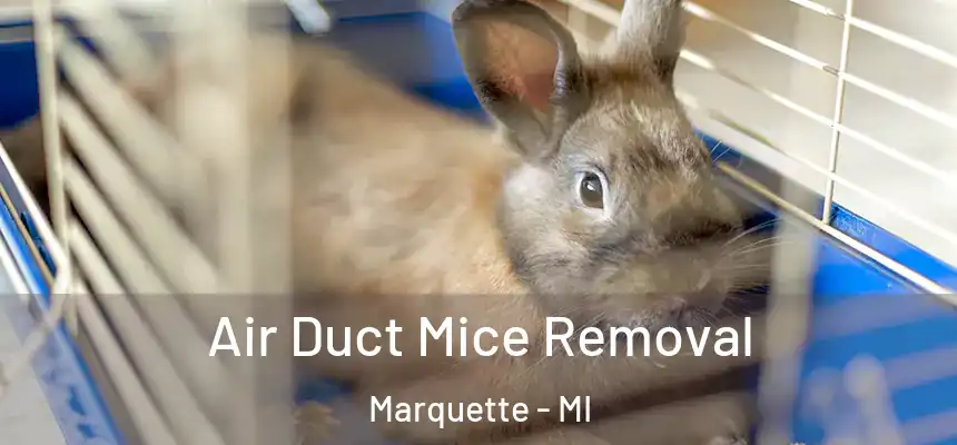  Air Duct Mice Removal Marquette - MI